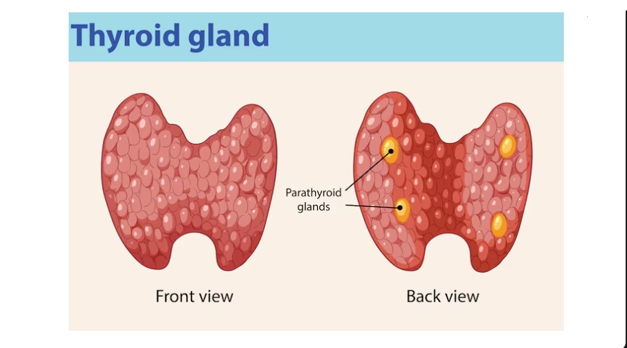Best Doctor For Thyroid & Parathyroid Treatment in Kharghar – Dr. Rathan Shetty